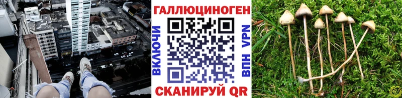 дарк нет наркотические препараты  Тарко-Сале  Псилоцибиновые грибы GOLDEN TEACHER  где купить наркоту 